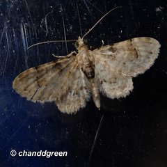 Gymnoscelis admixtaria