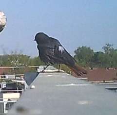 Phoenicurus ochruros