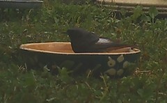 Phoenicurus ochruros