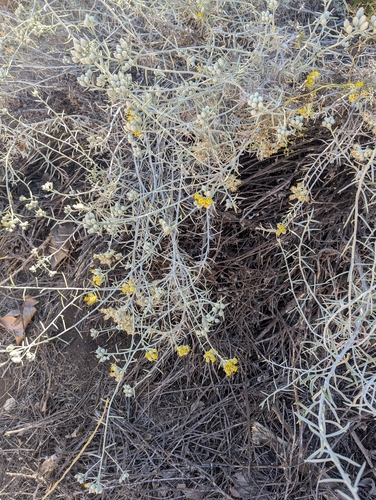 Tetradymia comosa