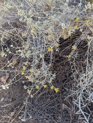 Tetradymia comosa