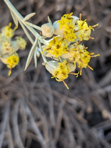 Tetradymia comosa, photograph 2
