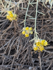 Tetradymia comosa, photograph (c) Amy, some rights reserved (CC BY)