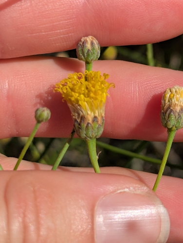 Bebbia juncea, photograph 5