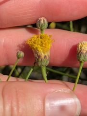 Bebbia juncea, photograph (c) Amy, some rights reserved (CC BY)