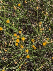 Bebbia juncea, photograph (c) Amy, some rights reserved (CC BY)