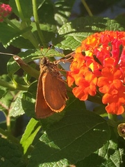 Choranthus vitellius