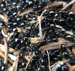 Dolichoderus taschenbergi