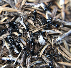 Dolichoderus taschenbergi