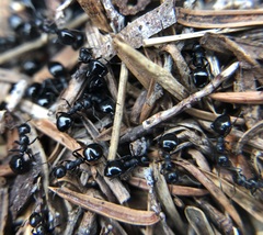 Dolichoderus taschenbergi