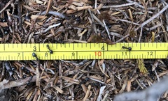 Dolichoderus taschenbergi