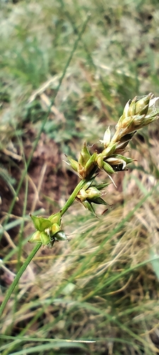 Carex pairae
