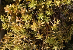 Sedum adolphi