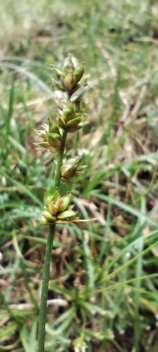 Carex pairae, photograph 2