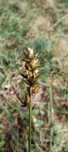 Carex pairae, photograph 3