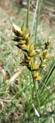 Carex pairae, photograph 4