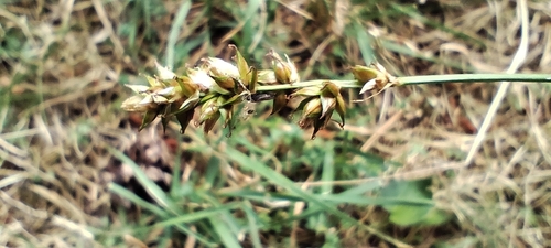 Carex pairae, photograph 5