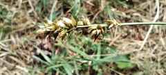 Carex pairae, photograph (c) Santiago Martín-Bravo, some rights reserved (CC BY)