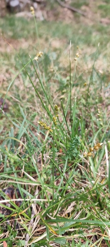Carex pairae, photograph 6