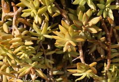 Sedum adolphi
