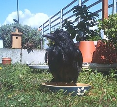 Corvus corone