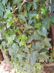 Hedera helix