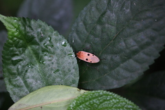 Physopelta quadriguttata