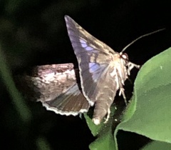 Lophoptera vittigera
