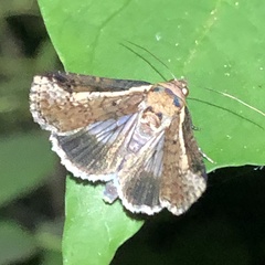 Lophoptera vittigera