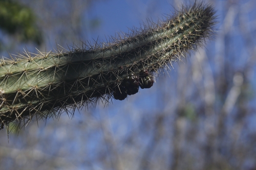 Brasilicereus phaeacanthus