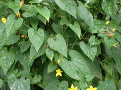 Thladiantha punctata