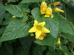 Thladiantha punctata