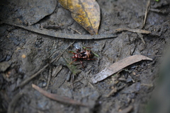 Ectrychotes comottoi