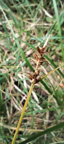 Carex pilulifera, photograph 6