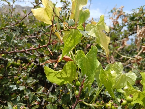 Black Bryony