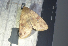 Orthosia rubescens