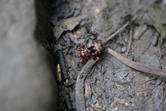 Ectrychotes comottoi