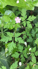 Geranium robertianum