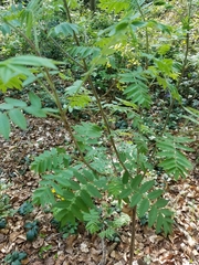 Sorbus aucuparia