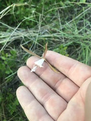 Cleistesiopsis oricamporum