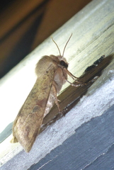 Orthosia rubescens