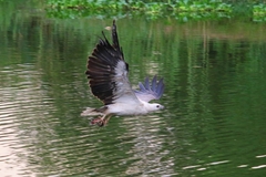 Haliaeetus leucogaster