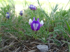Astragalus lindheimeri