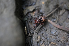 Ectrychotes comottoi