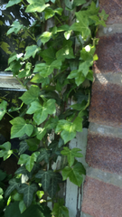 Hedera helix