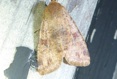 Orthosia rubescens