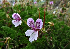 Erodium glandulosum