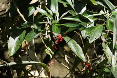 Solanum giganteum