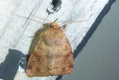 Orthosia rubescens