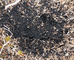 Dolichoderus taschenbergi